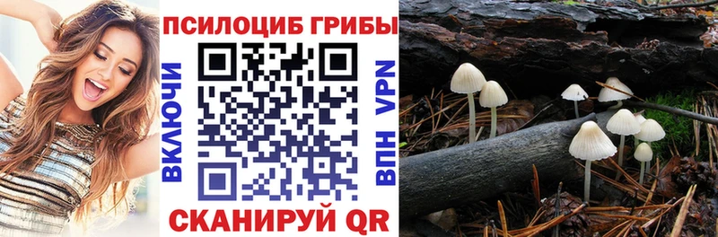 Псилоцибиновые грибы Cubensis купить закладку мориарти состав Гусиноозёрск ОМГ ОМГ ONION